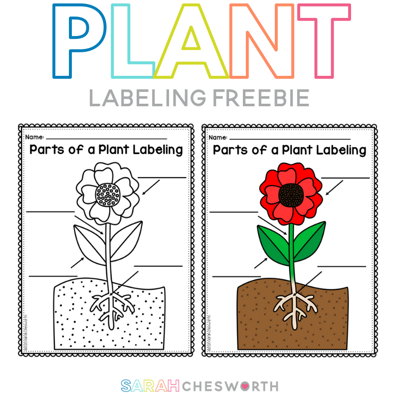 Plant positions in the labeling chamber. a The positions of 15