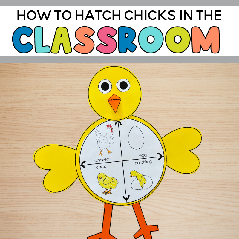 How to Hatch Chicks in the Classroom