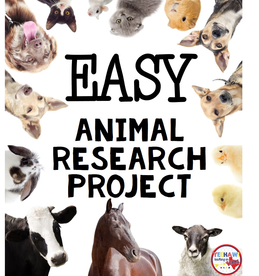 fun animal research projects