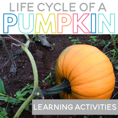 Are you teaching your preschool, Kindergarten or first grade students about the life cycle of a pumpkin? This post has printable pumpkin activities to keep your students learning the month of October including a pumpkin life cycle book, pumpkin books, pumpkin planting, pumpkin counting and more pumpkin learning activities!