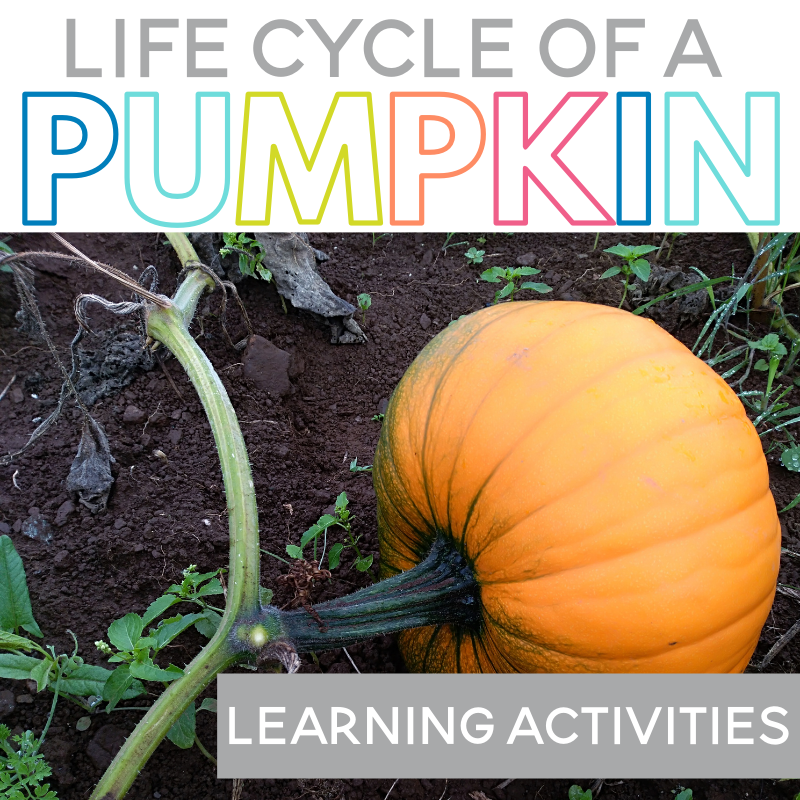 Life Cycle of a Pumpkin Learning Activities