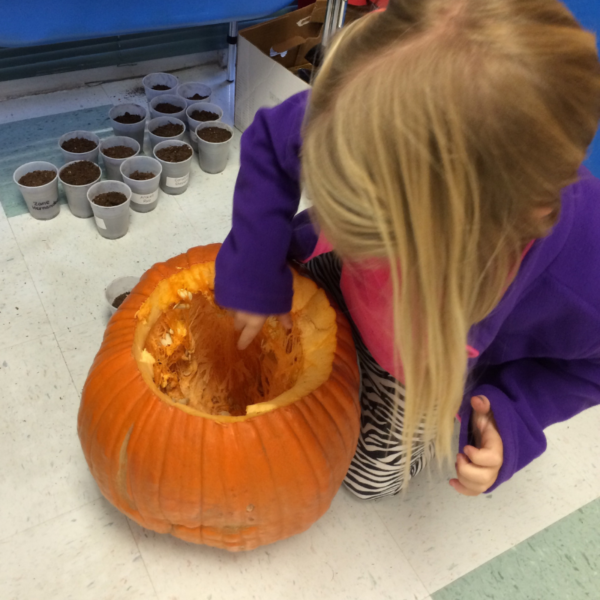 Life Cycle of a Pumpkin Learning Activities - Sarah Chesworth