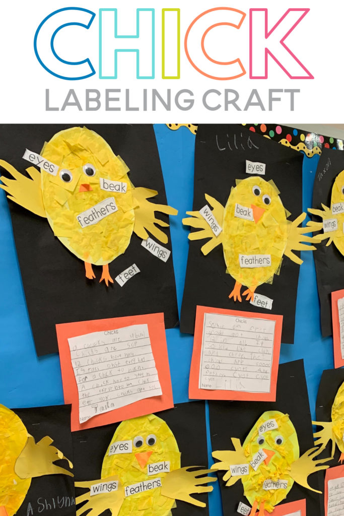 Are you thinking about hatching chicken in your classroom? This post will answer all your questions about hatching chicks in the classroom! It details what supplies you need for raising chicks, where to find fertilized chicken eggs, a chicken life cycle craft, books about chickens and so much more! This post will inspire you to hatch chickens with your students!