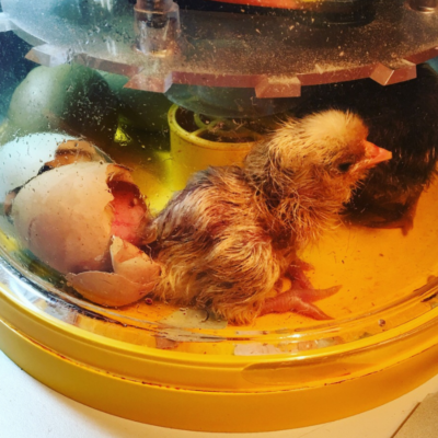 How to Hatch Chicks in the Classroom - Sarah Chesworth