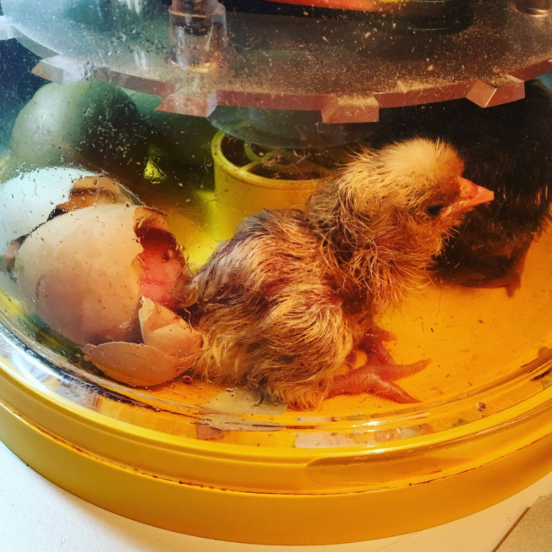 Are you thinking about hatching chicken in your classroom? This post will answer all your questions about hatching chicks in the classroom! It details what supplies you need for raising chicks, where to find fertilized chicken eggs, a chicken life cycle craft, books about chickens and so much more! This post will inspire you to hatch chickens with your students!