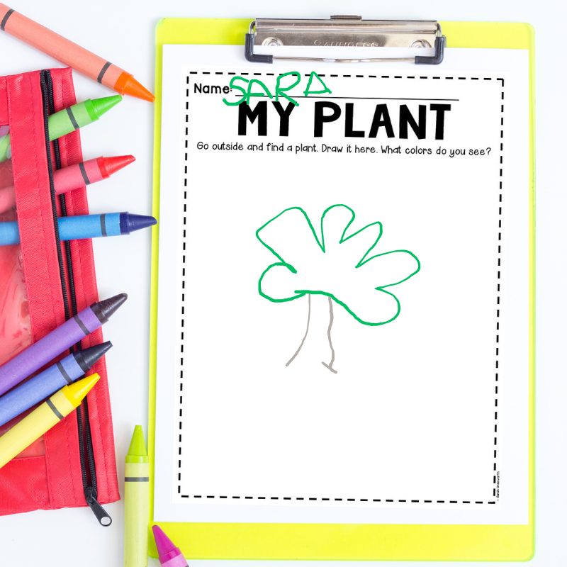 plant drawing preschool