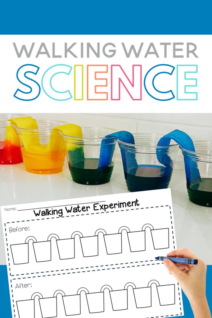 This fun walking water experiment is a captivating and educational science activity that demonstrates the movement of water through capillary action. In this blog post, we'll guide you through this fun walking water science experiment with complete instruction and a printable science worksheet for students to record their observations and draw what they see!